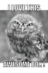 memeowl